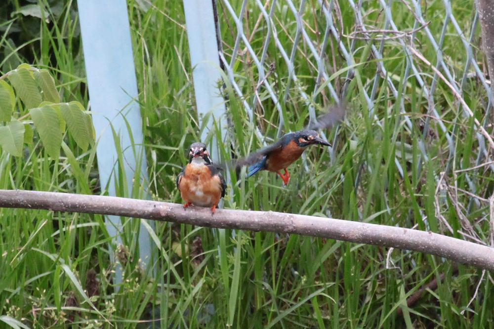 カワセミの給餌(1)/我が家の庭は北海道_b0024798_4515680.jpg