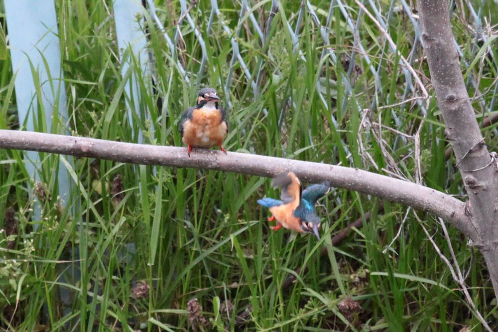 カワセミの給餌(1)/我が家の庭は北海道_b0024798_452029.jpg