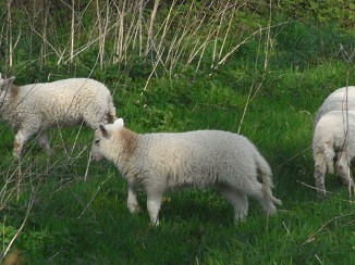 羊のしっぽ イギリス ウェールズの自然なくらし 羊のしっぽ イギリス ウェールズの自然なくらし