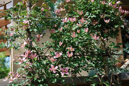 c0124100_18504819.jpg