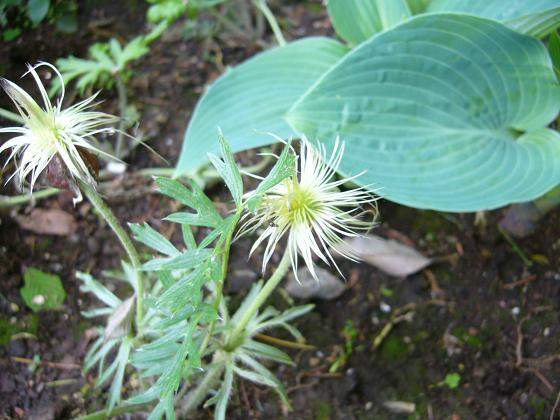 アンジェの草花たち_b0112909_1883293.jpg