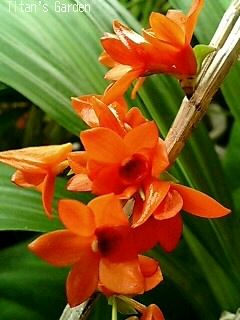 Orchids_b0099813_0361481.jpg