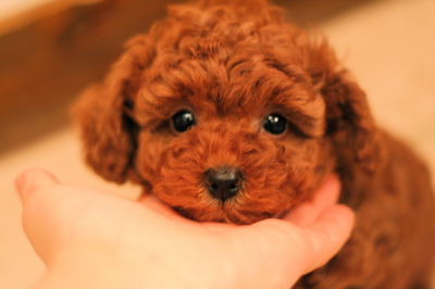タルトbaby☆♀_d0060413_11195084.jpg