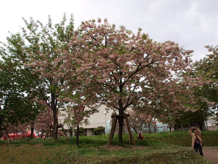 第１９回花のまわりみち-八重桜イン広島（造幣局広島支局）_c0116915_1934775.jpg