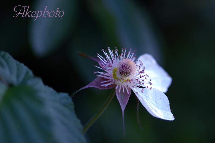 ・:*:・世界にひとつだけの花・:*:・_e0127416_23373371.jpg
