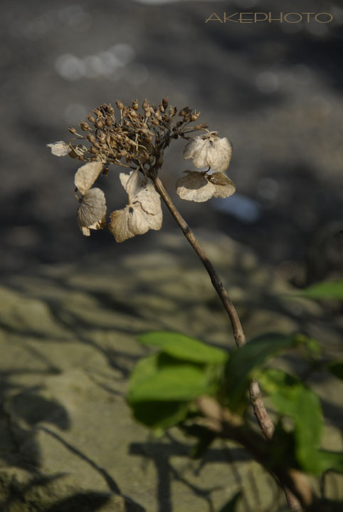 ・:*:・世界にひとつだけの花・:*:・_e0127416_23425462.jpg