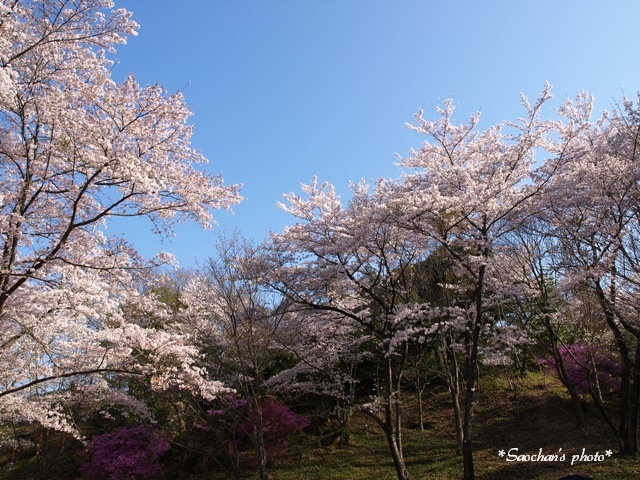 桜、桜、桜、桜、さくら♪_c0157624_2058302.jpg