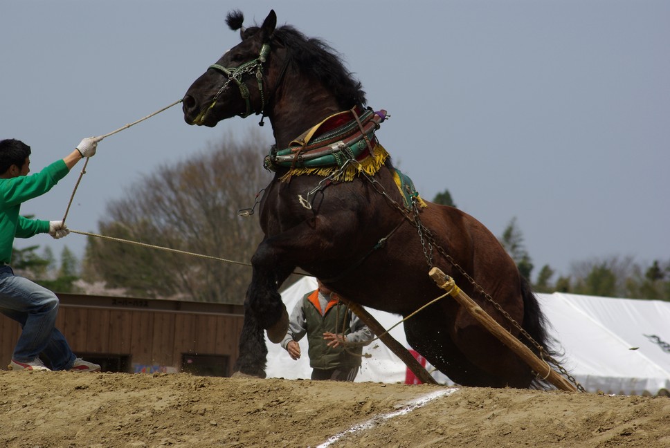 東北輓馬（ばんば）競技大会_f0148627_22163122.jpg