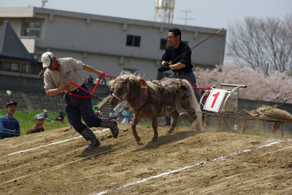 東北輓馬（ばんば）競技大会_f0148627_22181137.jpg