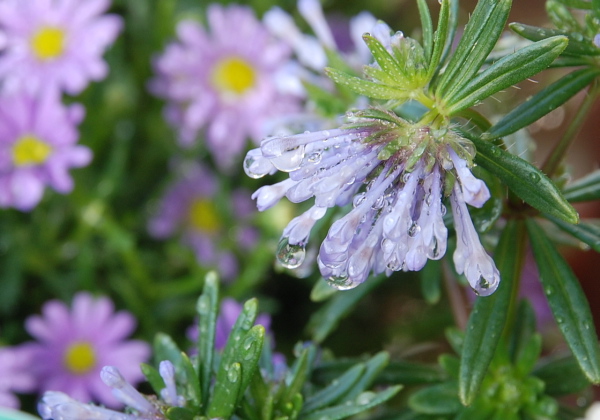 雨あがりの花_a0094730_22291683.jpg