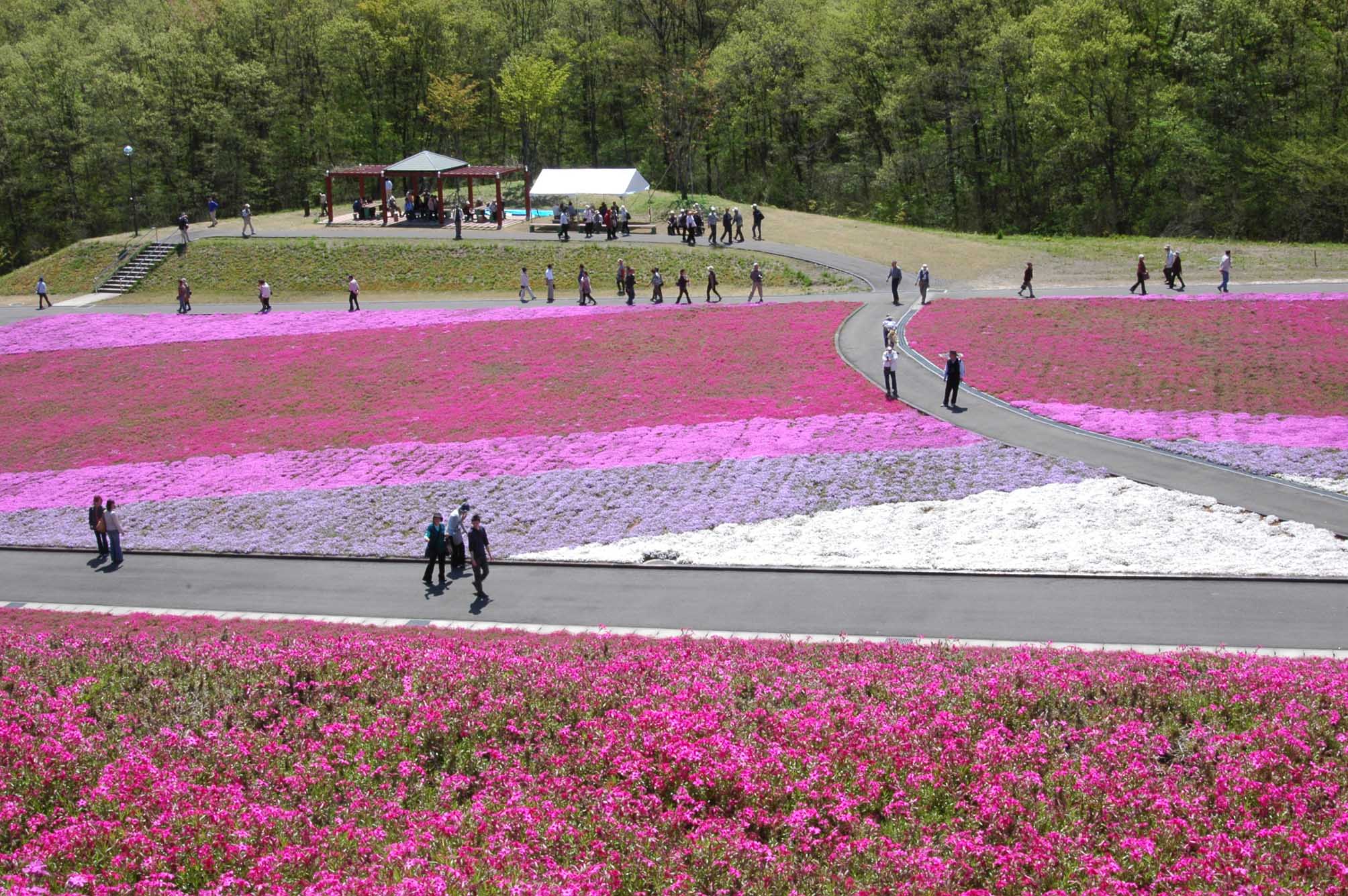 市貝町芝桜_c0192930_15193182.jpg