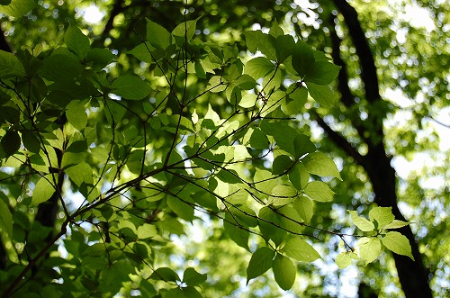 e0146031_1254246.jpg