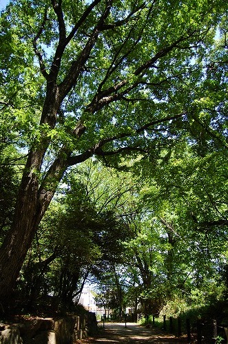 e0146031_1343369.jpg