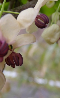 三つ葉アケビとベリーの花_e0164941_14145141.jpg