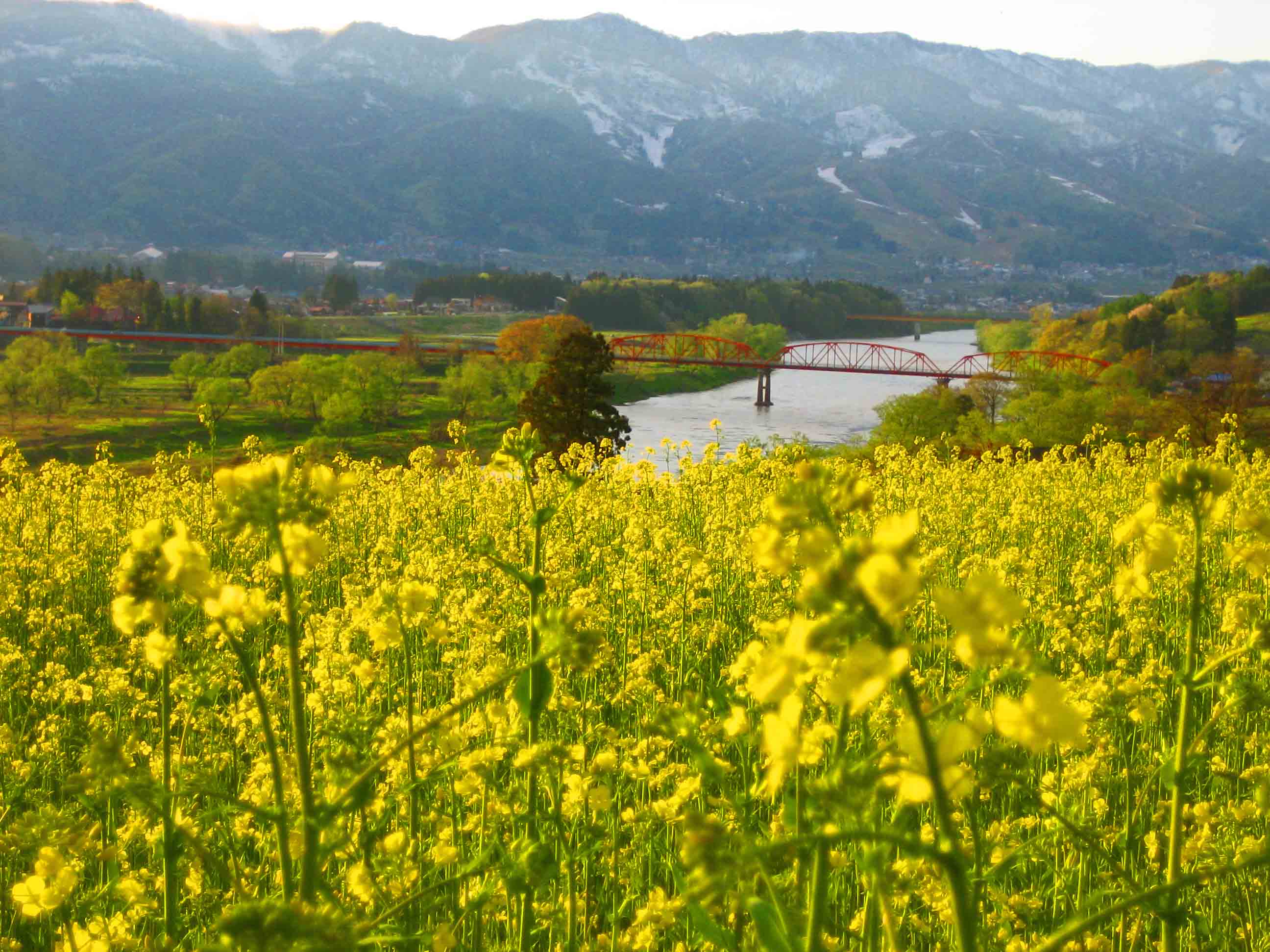 絶景 菜の花と奥信濃の風景 野沢温泉日記