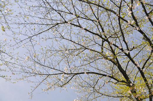 c0093046_7385344.gif