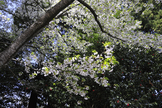c0093046_7391346.gif