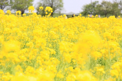 菜の花が咲くころに。_e0028650_23241784.jpg