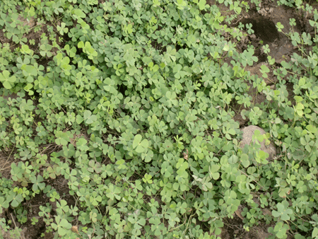 e0011951_20205319.gif