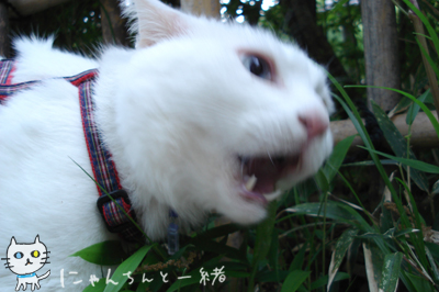 お城公園のお散歩 〜帰る頃になって、やっとやる気〜_e0031853_14185123.jpg