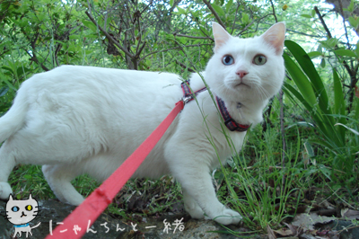 お城公園のお散歩　〜帰る頃になって、やっとやる気〜_e0031853_1419113.jpg