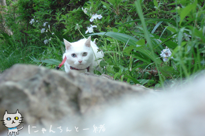 お城公園のお散歩　〜帰る頃になって、やっとやる気〜_e0031853_1423913.jpg