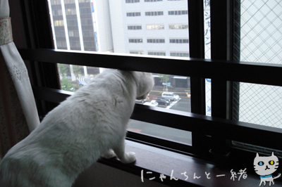 雨の日の白猫ちゃん_e0031853_2313182.jpg
