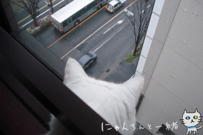 雨の日の白猫ちゃん_e0031853_2325597.jpg