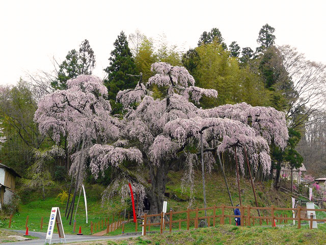 桜ずくし～_d0041158_1064420.jpg