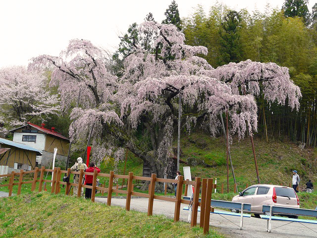 桜ずくし～_d0041158_10726.jpg