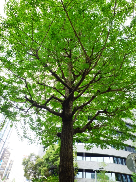 街路樹…新期が始まりました…_b0093660_13241553.jpg