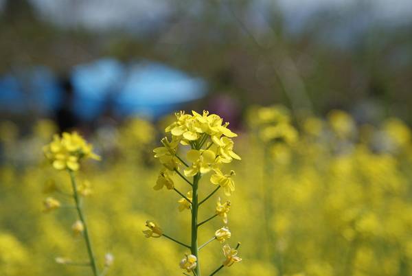 桃の花の下で・・・_b0019567_1229034.jpg