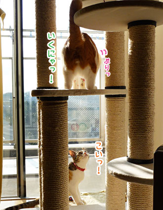 お役立ちタワー_a0119470_102655.jpg