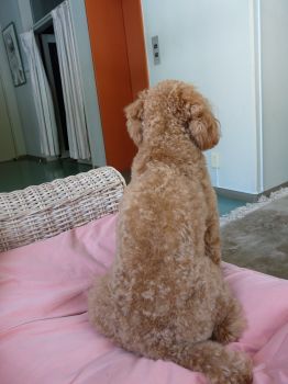 2009年4月24日 オナカスイタ。。。。身長3ミリ縮む_b0098584_16382637.jpg