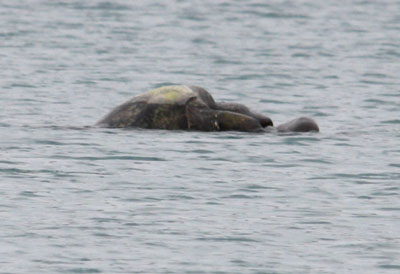 沖でウミガメがニャンニャン。_e0028387_115730.jpg