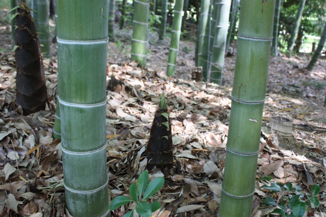 c0123400_16545590.jpg