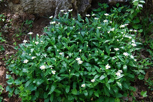 1年後のミヤコワスレ 雑木林の家から Nishio