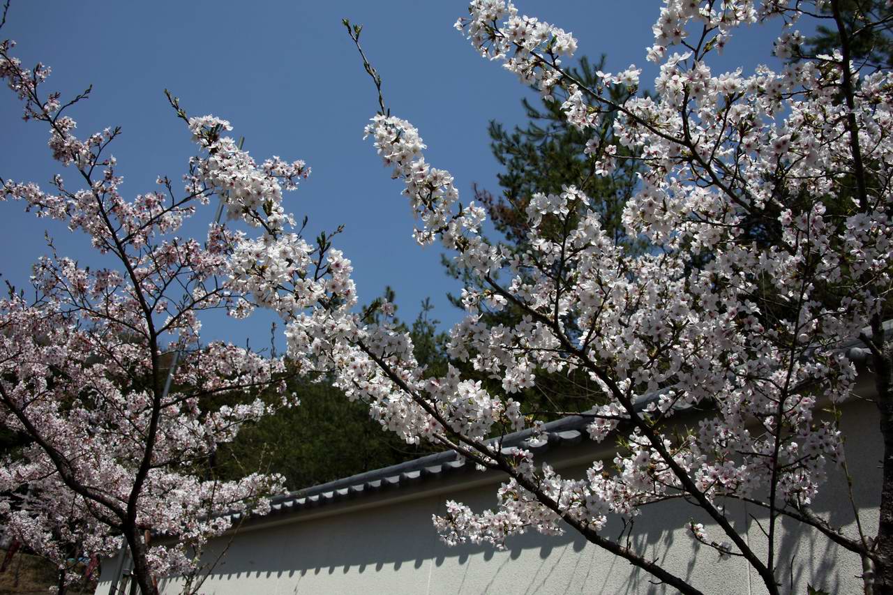 カタクリの花－京都岩倉・箕裏ヶ岳_e0110500_1175664.jpg