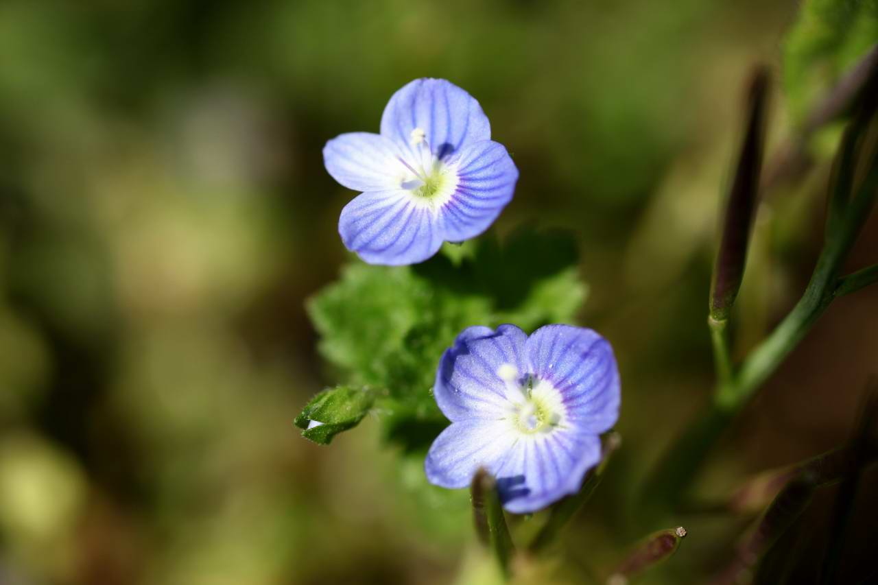 カタクリの花－京都岩倉・箕裏ヶ岳_e0110500_1221658.jpg