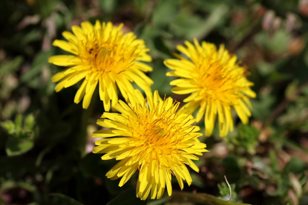 カタクリの花－京都岩倉・箕裏ヶ岳_e0110500_1225636.jpg