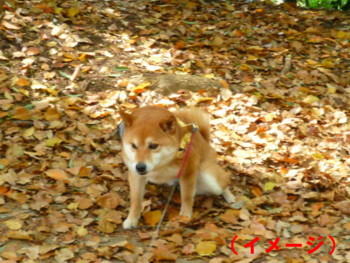 e0131506_065974.jpg