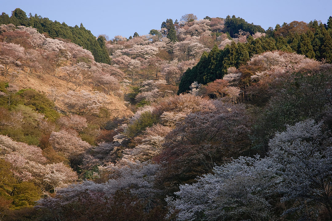 そして吉野へ_c0119613_051267.jpg