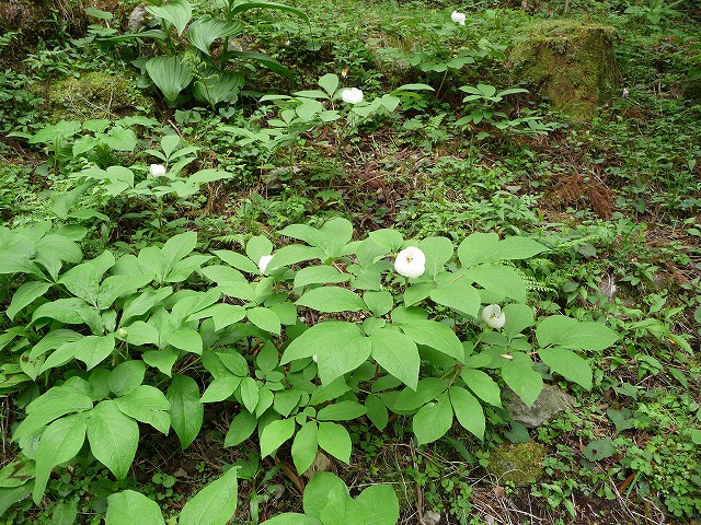f0182513_16363013.jpg
