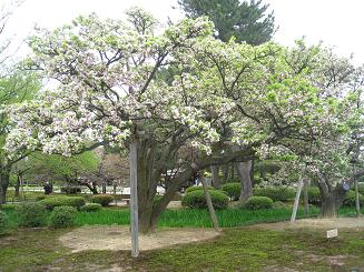 超一級品と言われる「兼六園菊桜」★★★の値です。_f0084515_21133583.jpg