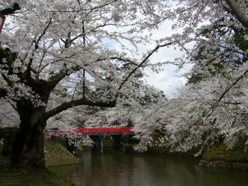 弘前城の桜_f0144627_983055.jpg