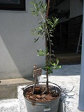 c0197631_12304831.jpg