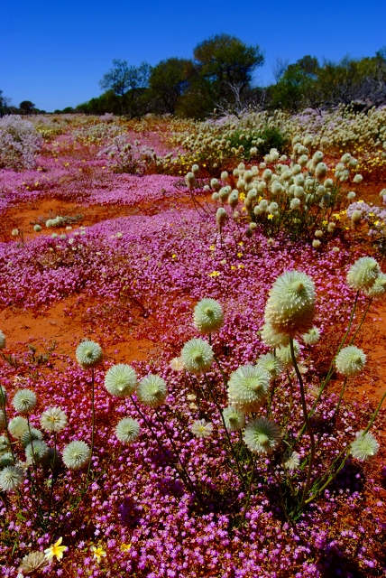 西豪州野生花満開図１６_f0050534_18375260.jpg