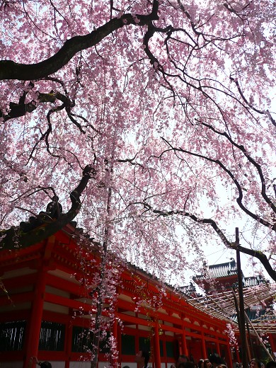 陽春の京都桜めぐり(6)－平安神宮神苑_c0057946_224908.jpg