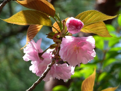 陽春の京都桜めぐり(6)－平安神宮神苑_c0057946_22515617.jpg