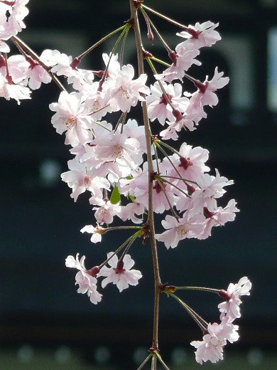 陽春の京都桜めぐり(6)－平安神宮神苑_c0057946_22531045.jpg